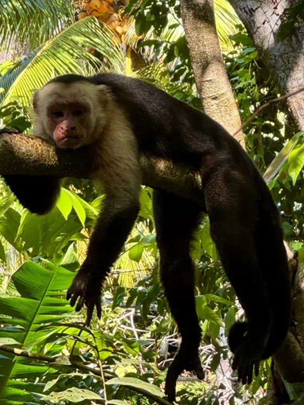 Yoga Teacher Trainings - Costa Rica